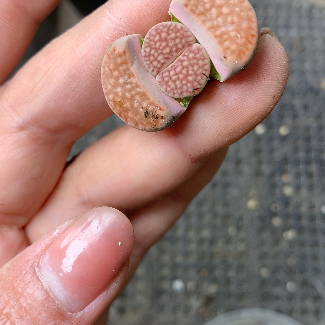 K149多肉植物保护研究所