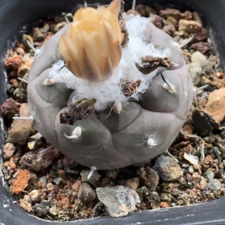 冬云娇丽实生仙人球 