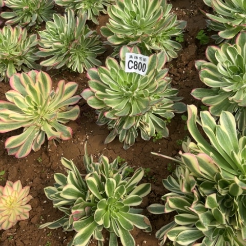 800海王不包断枝