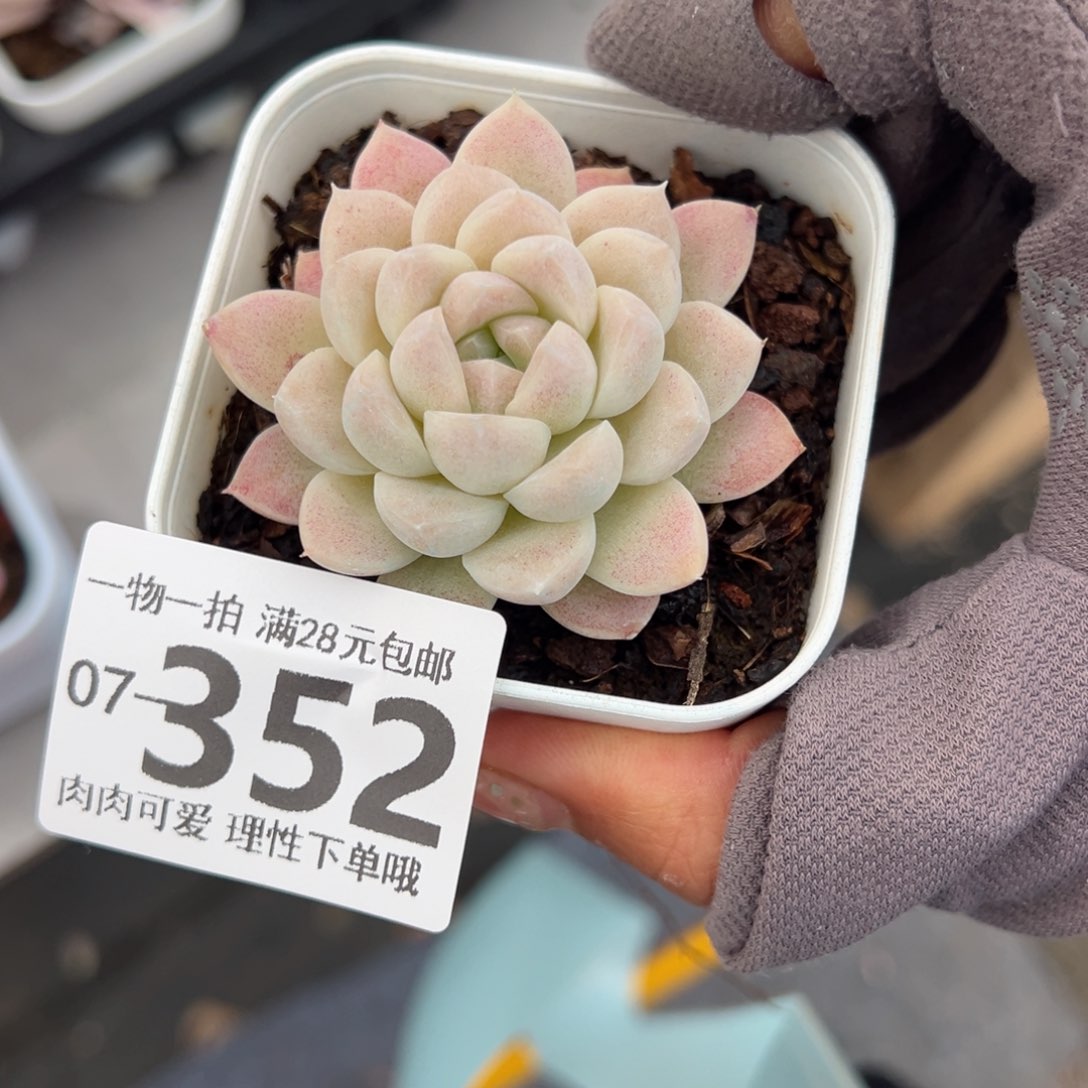 奶油美人多肉多肉多肉