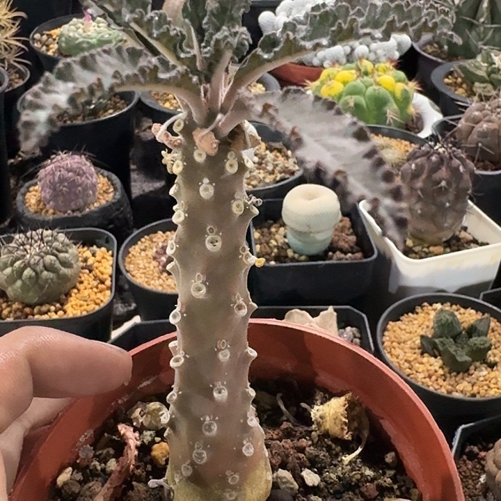 椰子琉桑实生块根