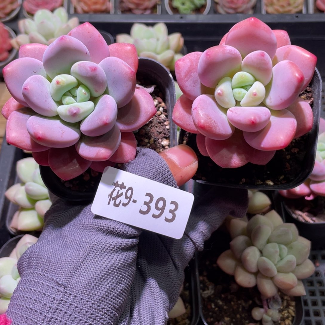 花利美9-393洛神2颗