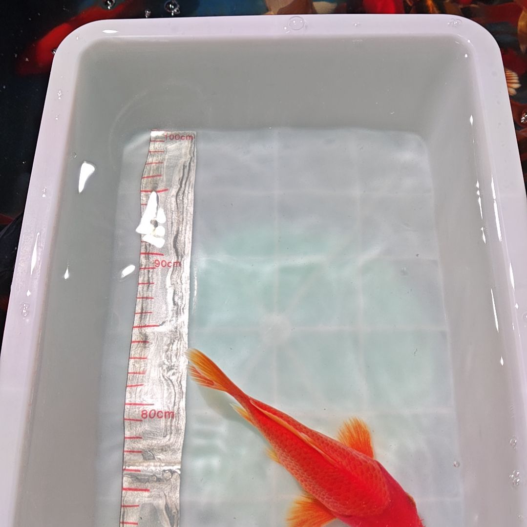 中国大陆冷水观赏鱼蝴蝶鲤