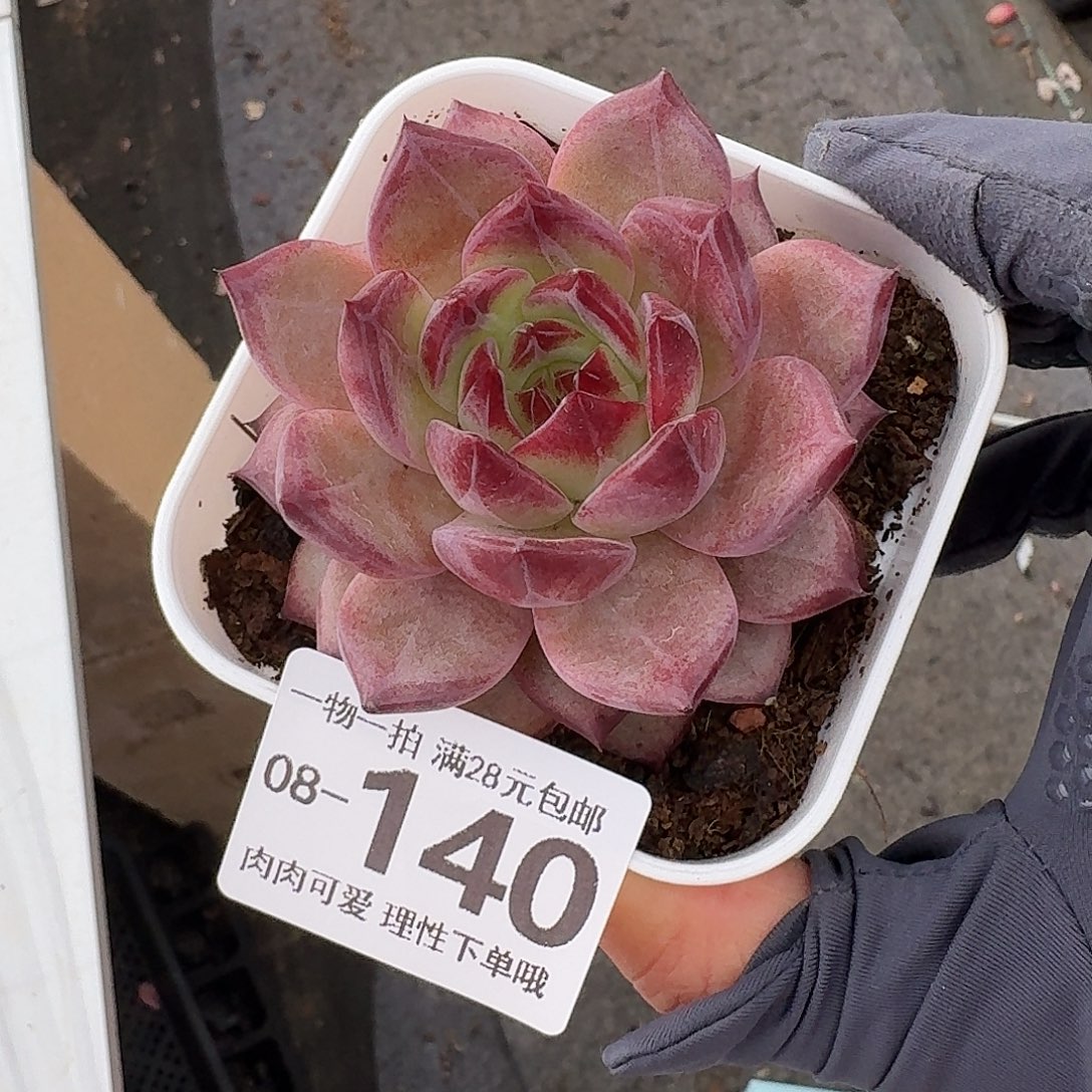 黑武士无盆土发货无