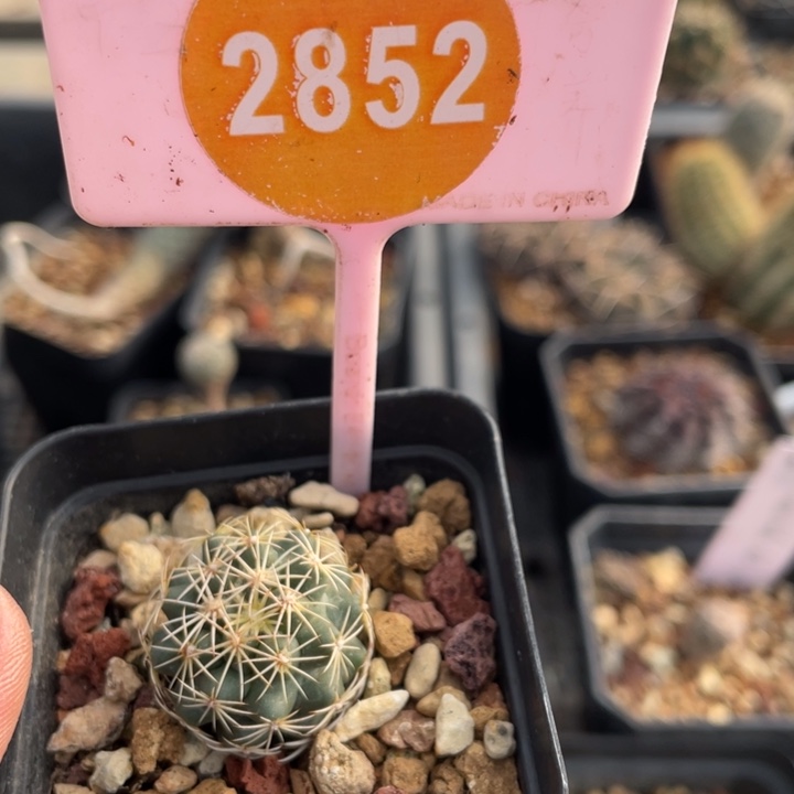 我***豆实生暗黑玉285200000