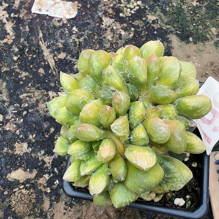 无花朵199群头哥斯拉锦