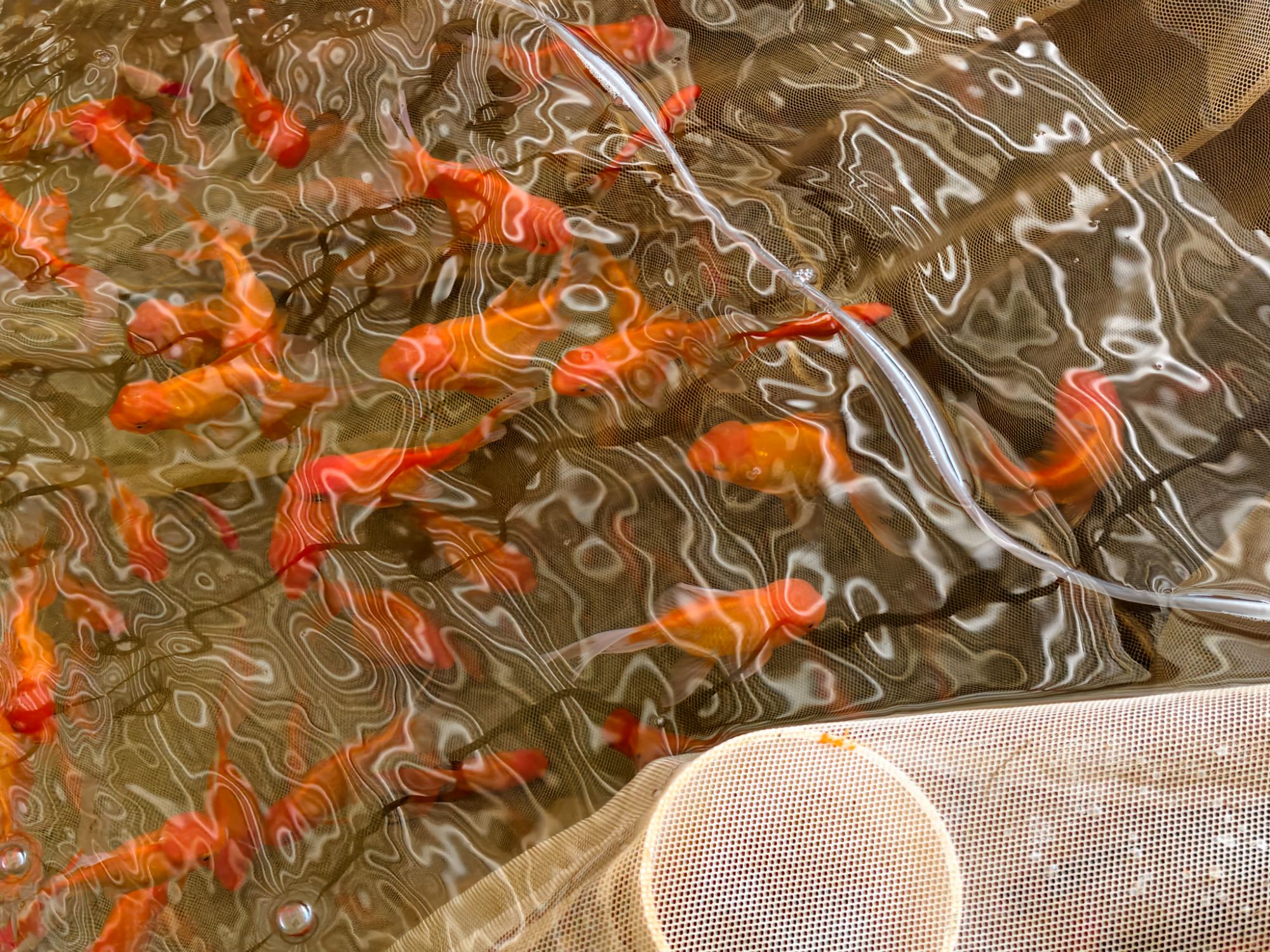 草金鱼冷水淡水观赏鱼好养耐活