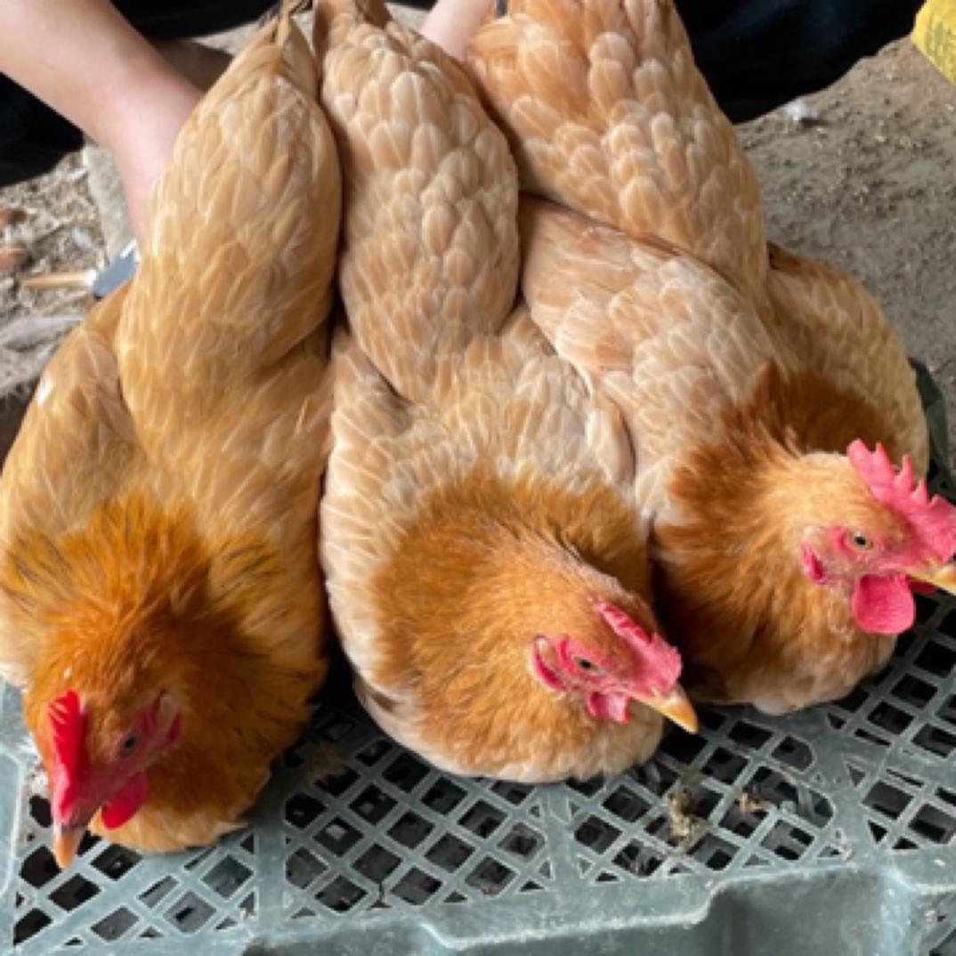 小曹家散养湘黄鸡