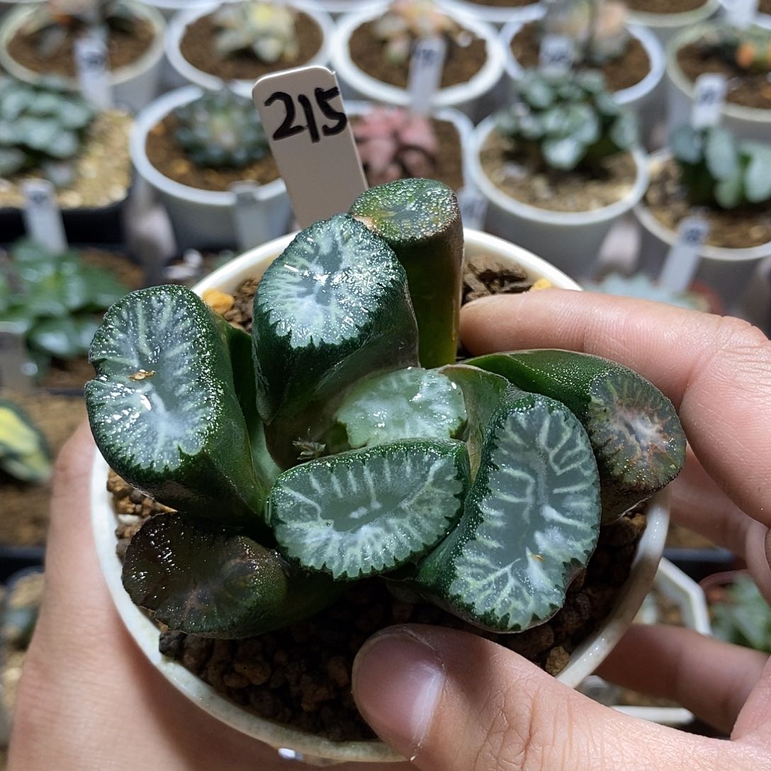 215巨大化十二多肉