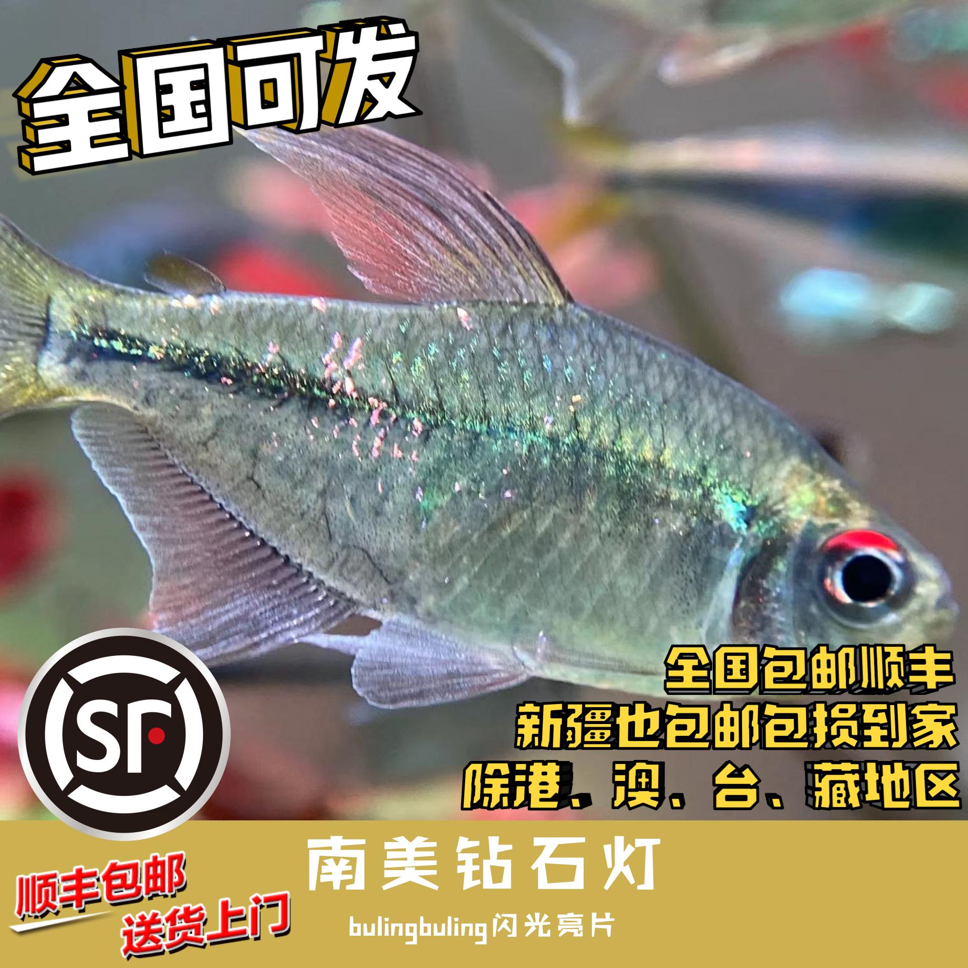 Boo小鱼 南美钻石小型灯科鱼热带鱼南美鱼草缸淡水