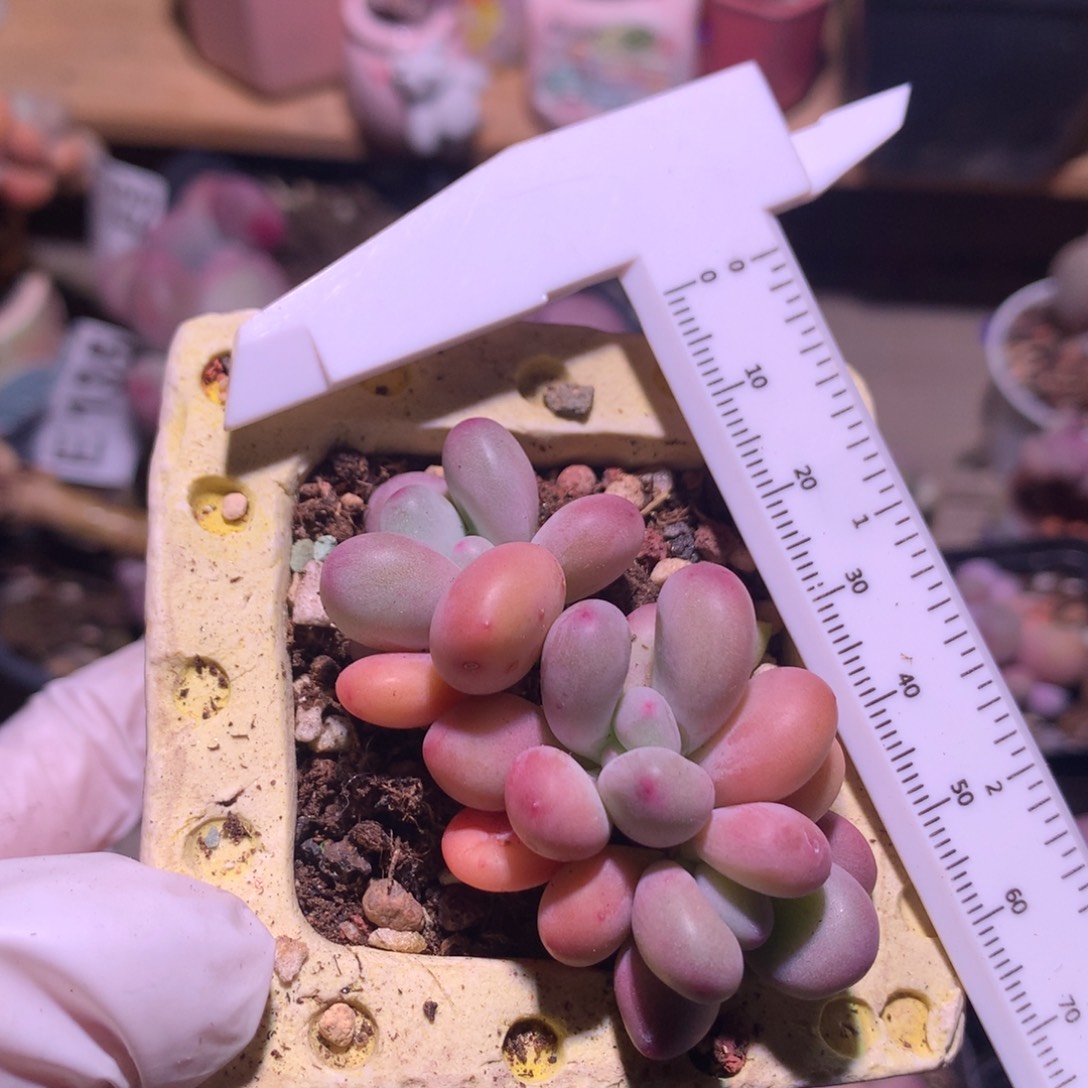 西瓜奶酪多肉西瓜奶酪