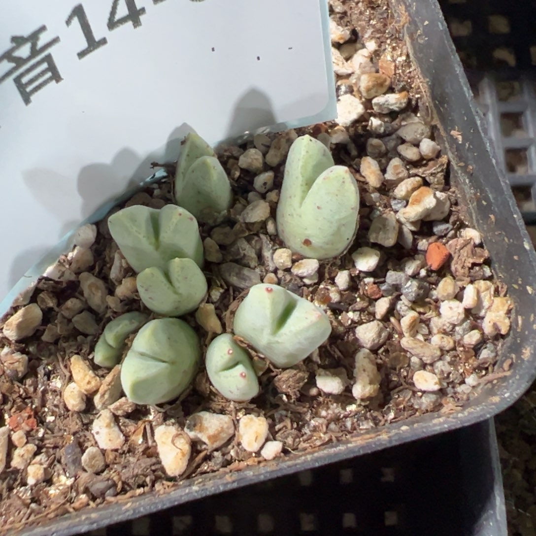 14-56肉锥多肉植物，