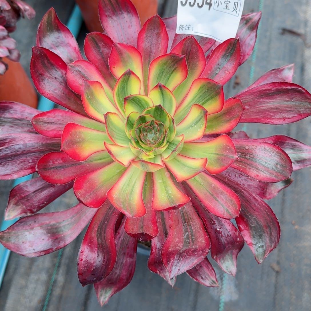 5954多肉巫毒拉丝多肉