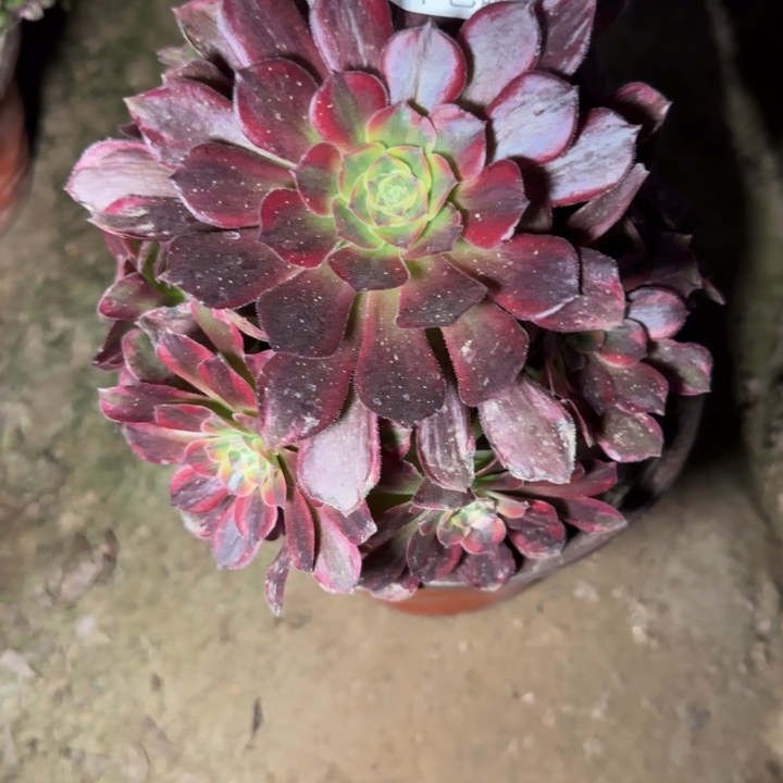 0506安娜多肉植物