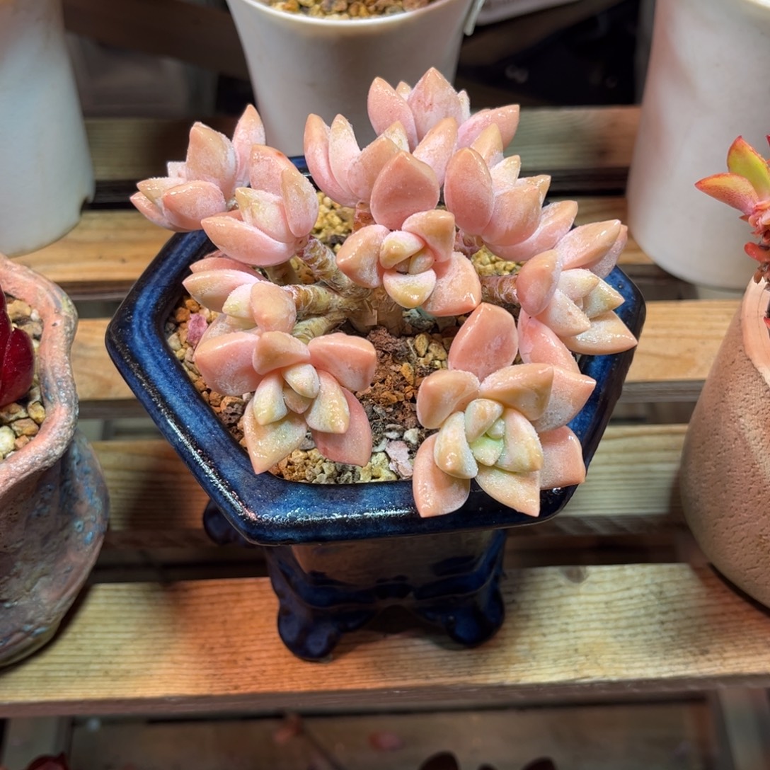 鸡蛋美人杂朵朵缀duonvyejulvn