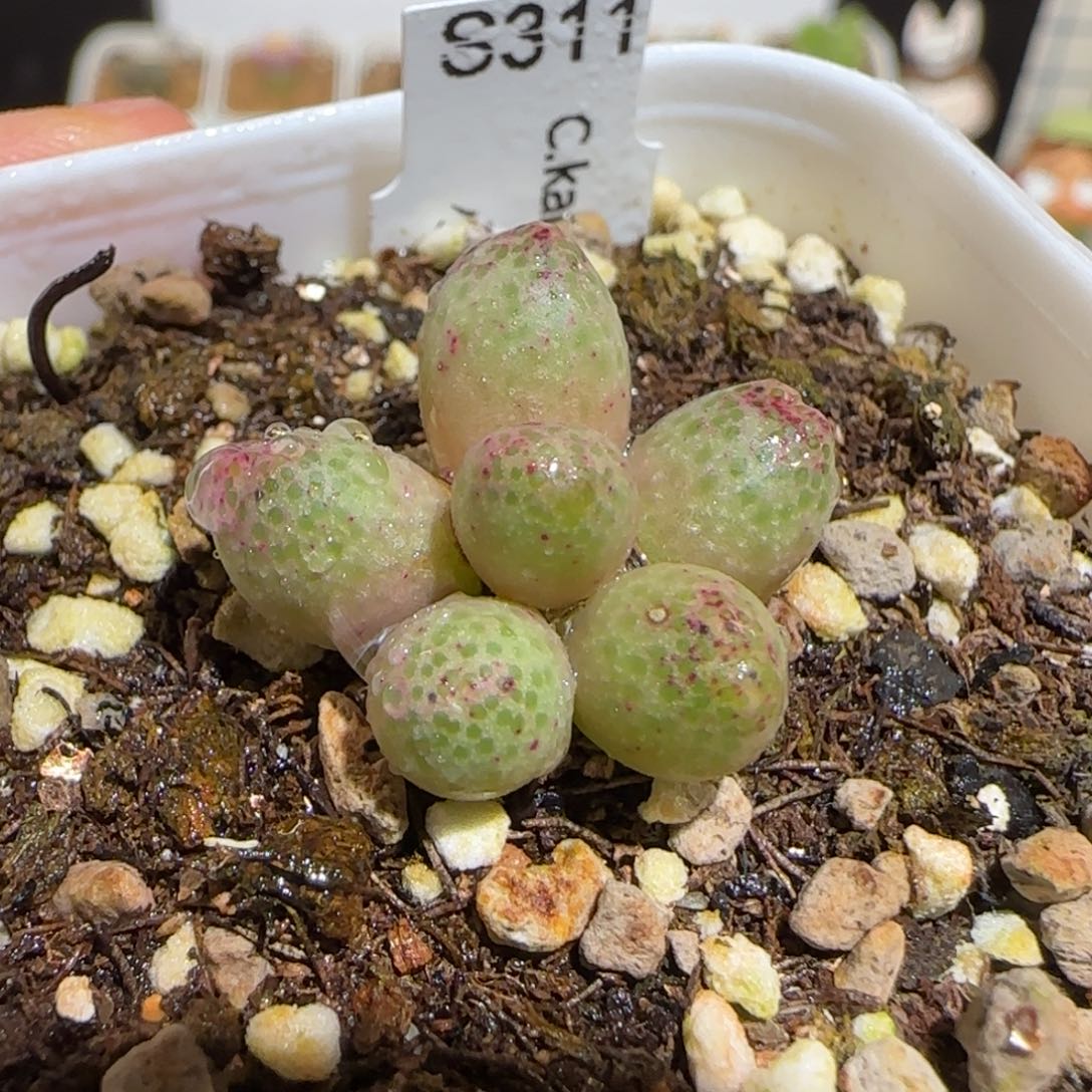 肉锥多肉植物组合-草莓斑马165