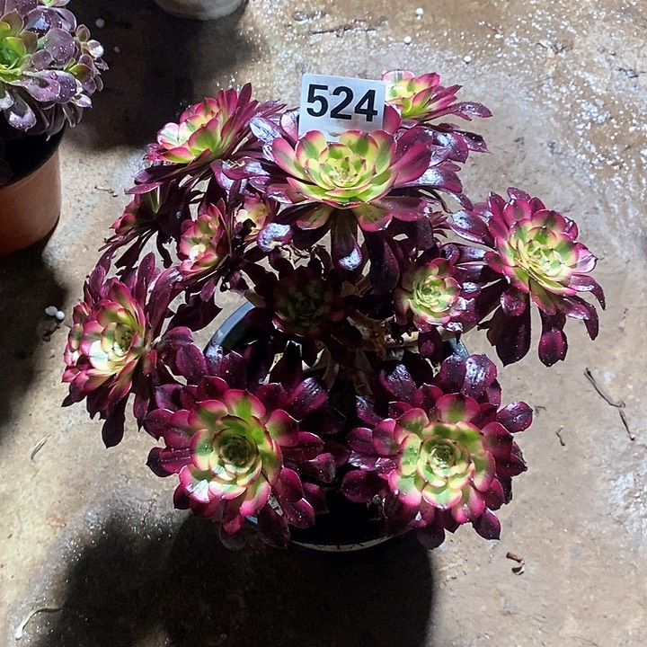 法师植物一物一拍