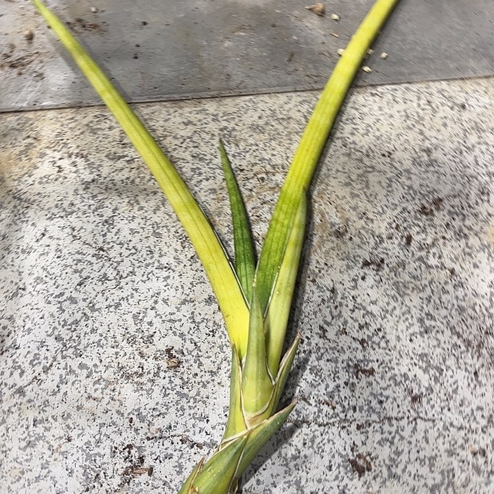 大型栖凤锦侧芽裸苗