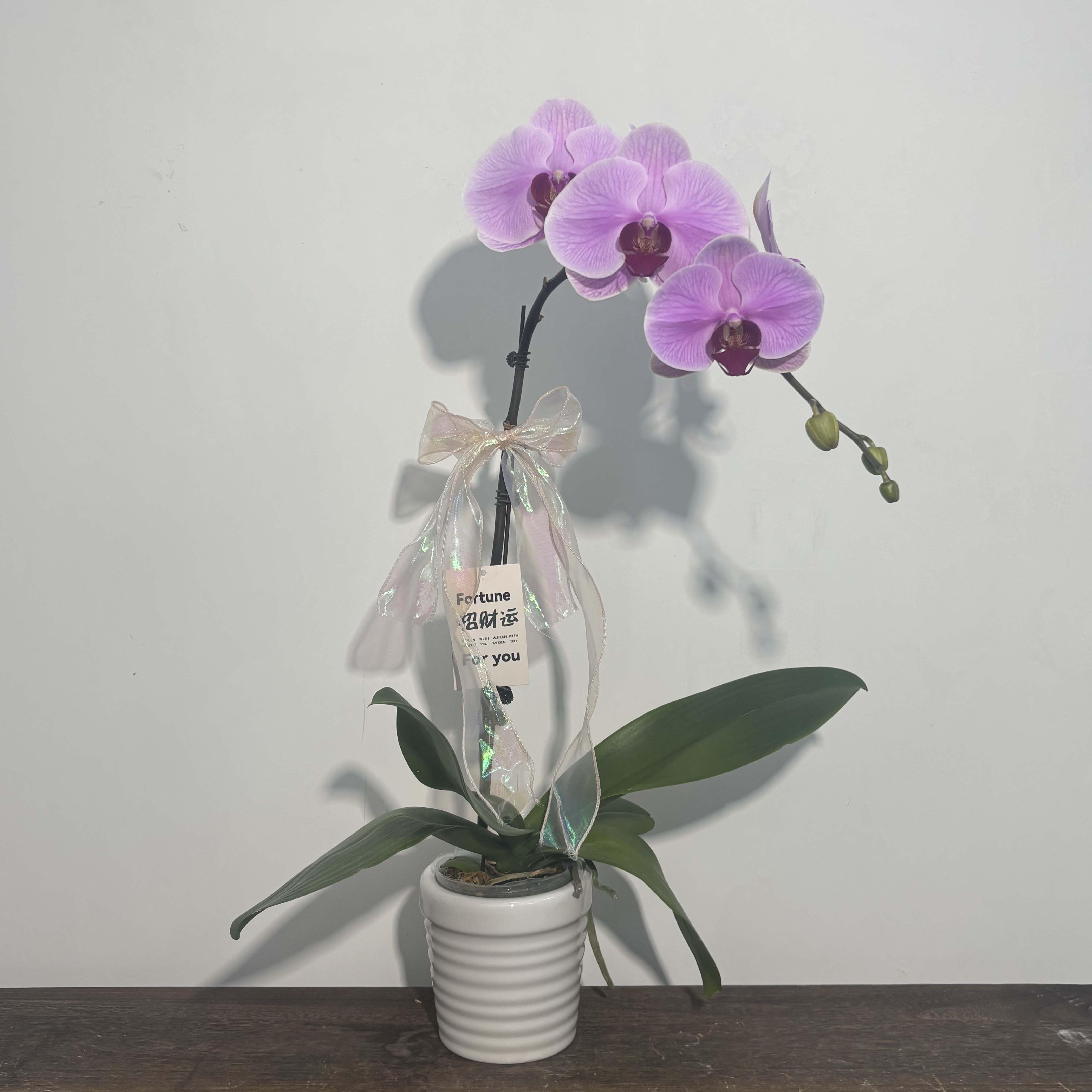 蝴蝶兰【蒙欧】带盆带花带花剑，四季开花室内好养鲜花