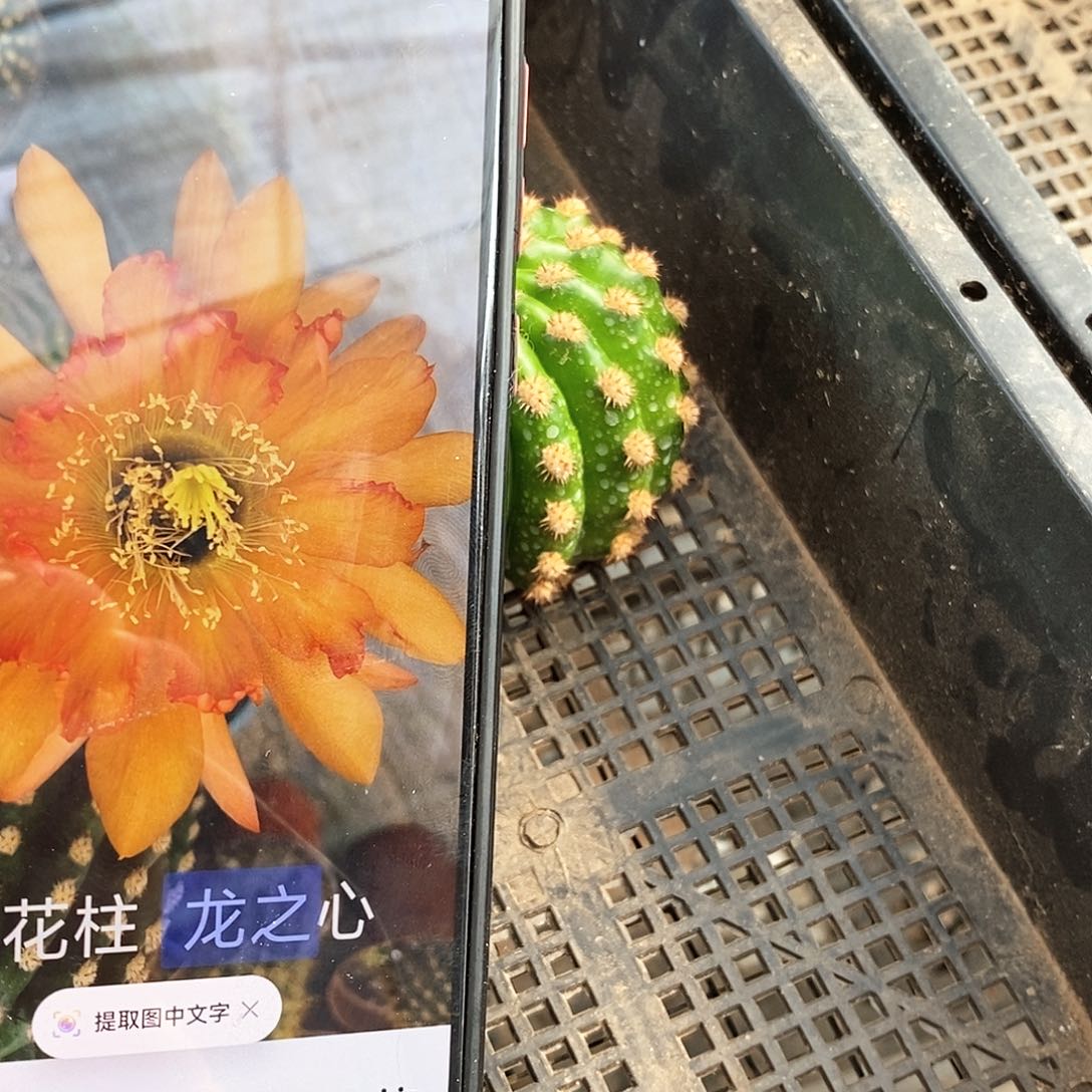 毛 龙之心/侧芽歪20包邮/