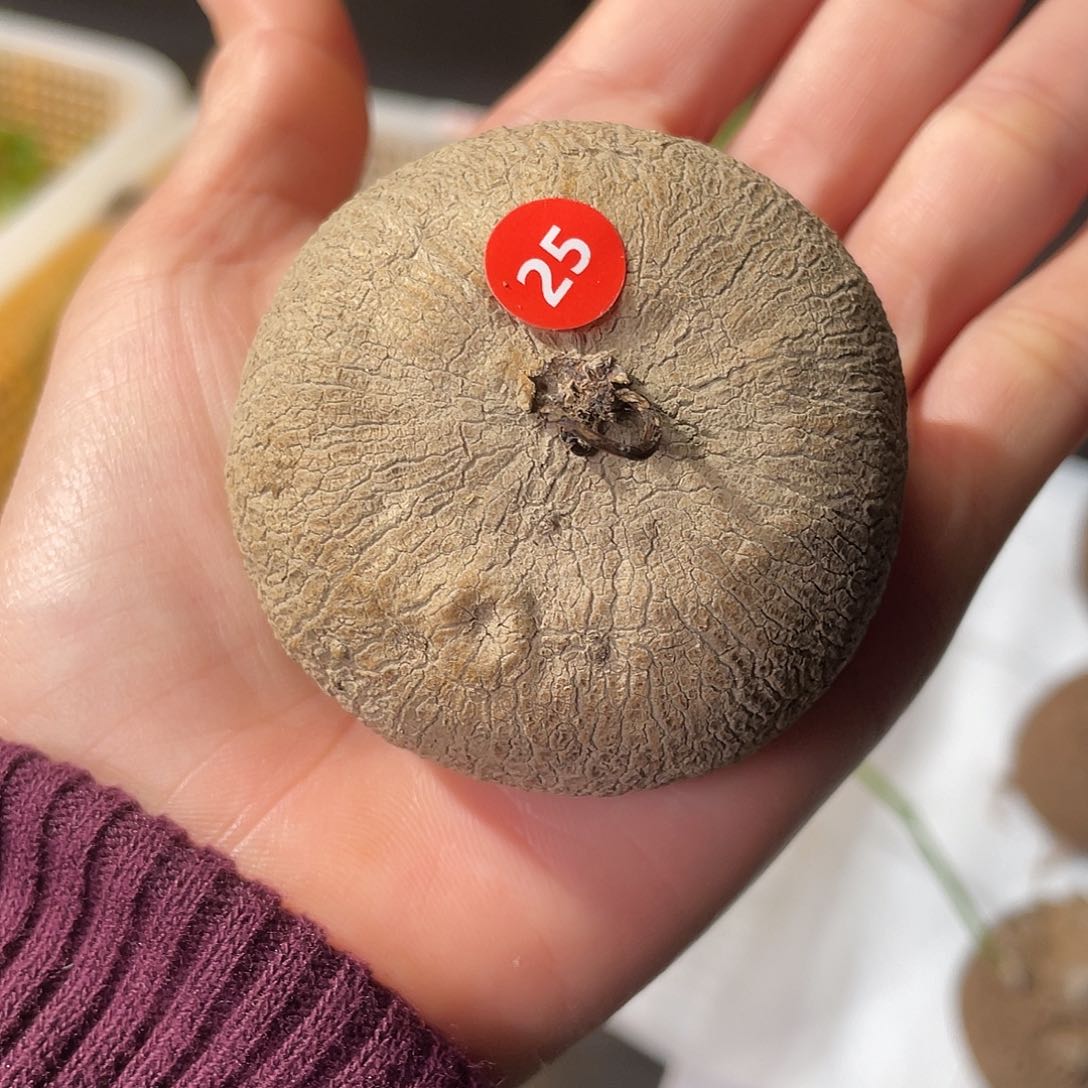 素可泰直接发货好发狠