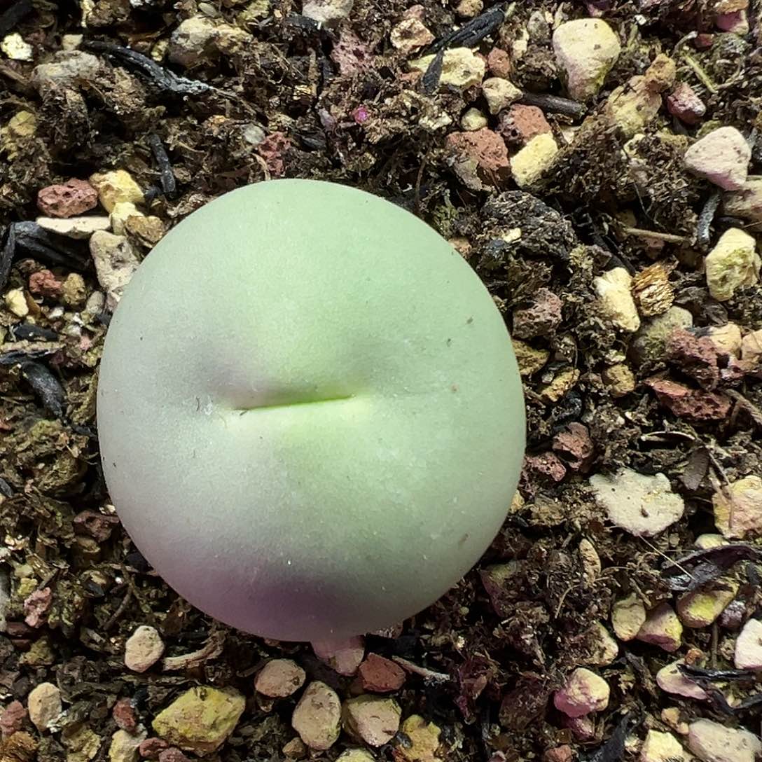 700鸽子蛋带盆土发货