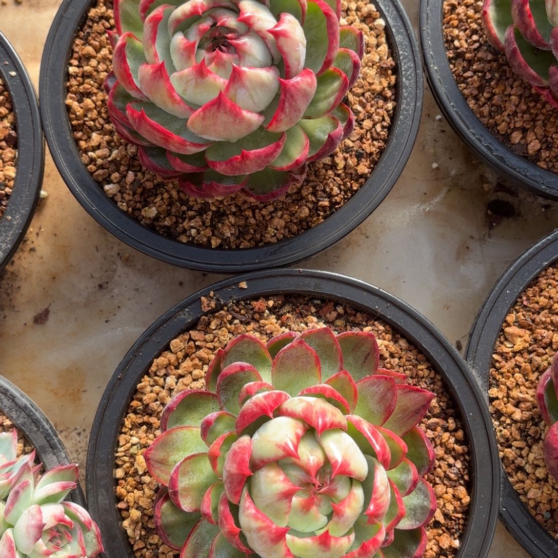 惊鸿仙子 两个一组好看