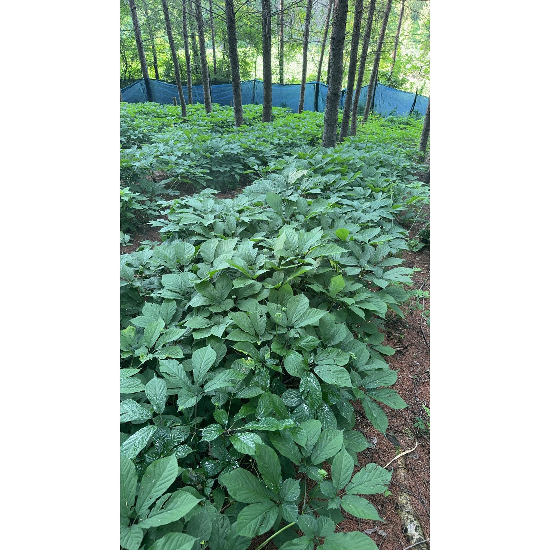 新鲜人参直播一物一拍两单送灵芝