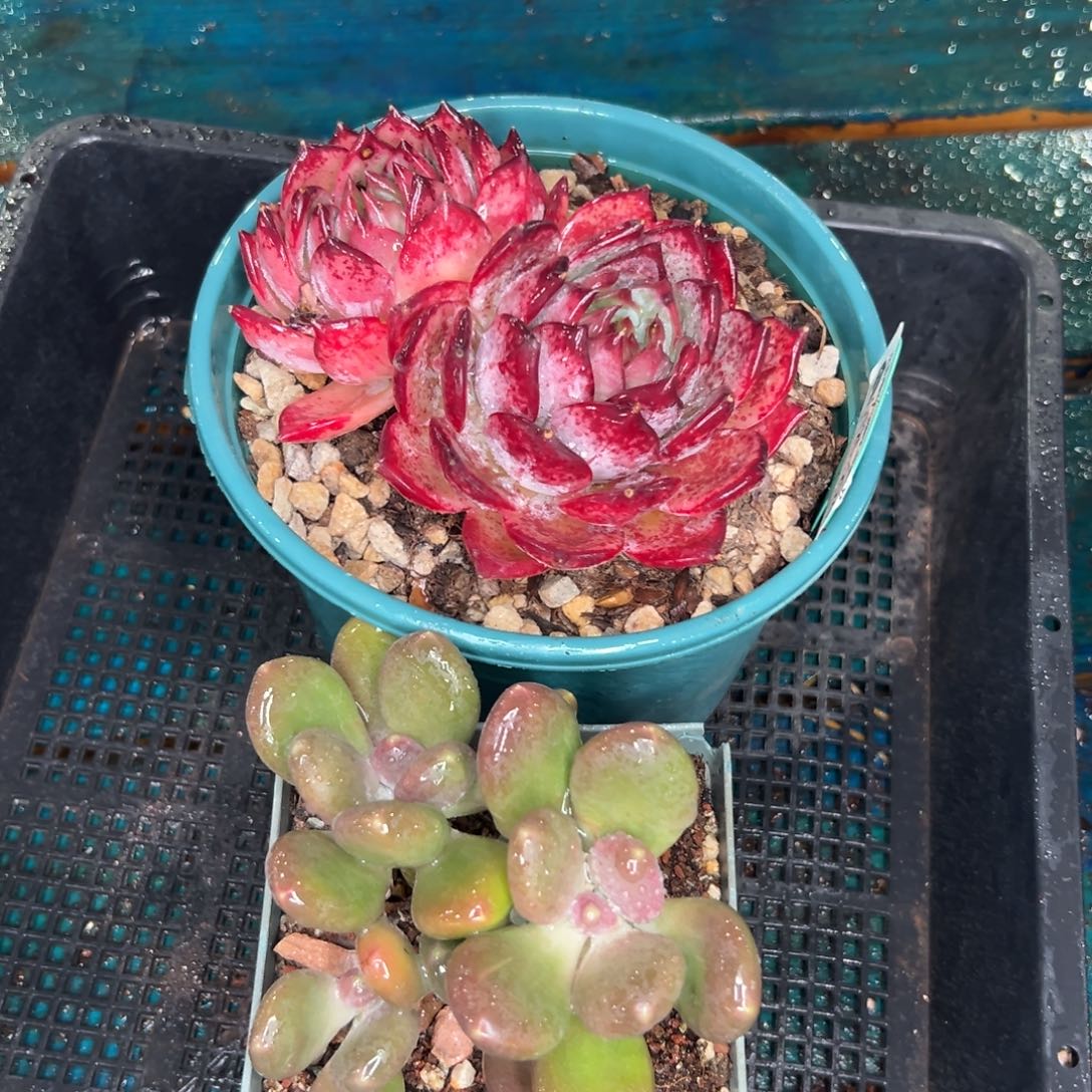 多肉一物一拍0125-294