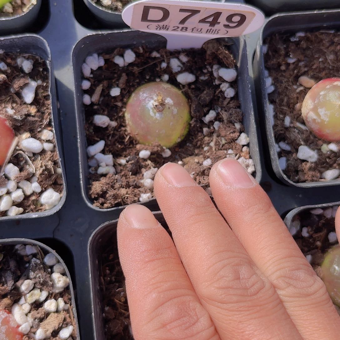 D749灯泡一物一拍