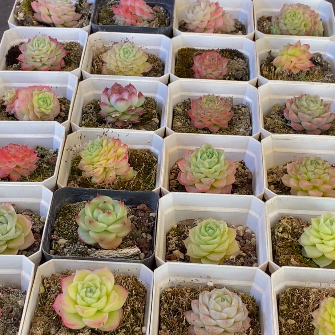 656多肉植物保护研究所所长助理