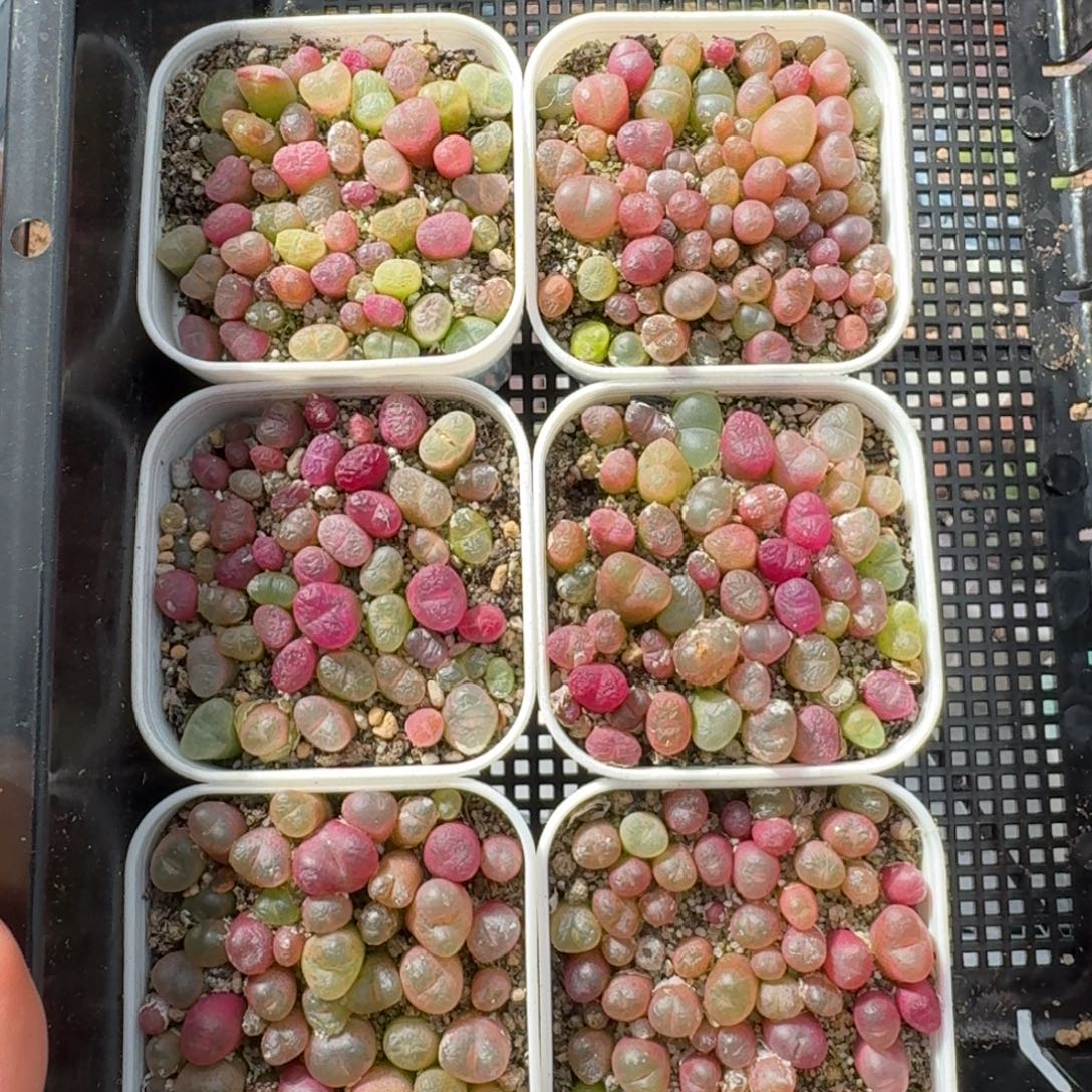 12043-毛切糕福利一盆