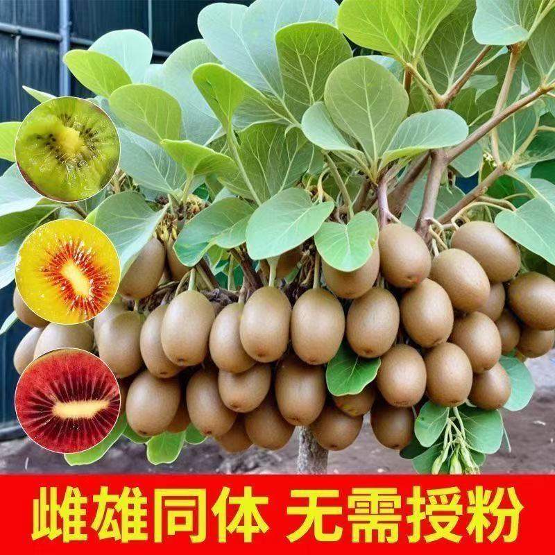 果木岛猕猴桃树苗 自花授粉 南北方都可以种植 盆栽地栽都可以