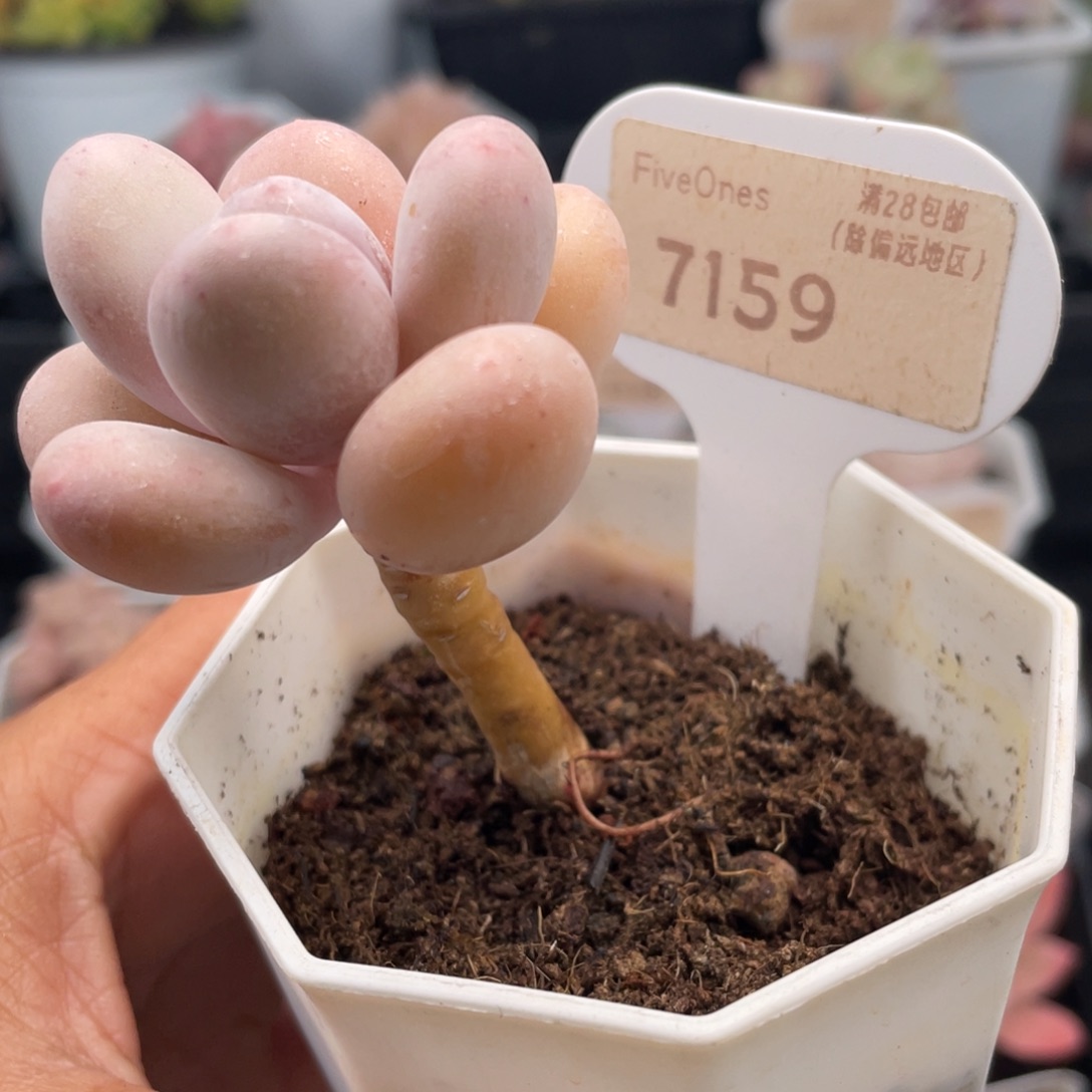 蛋黄奶酪7159-4.5厘米