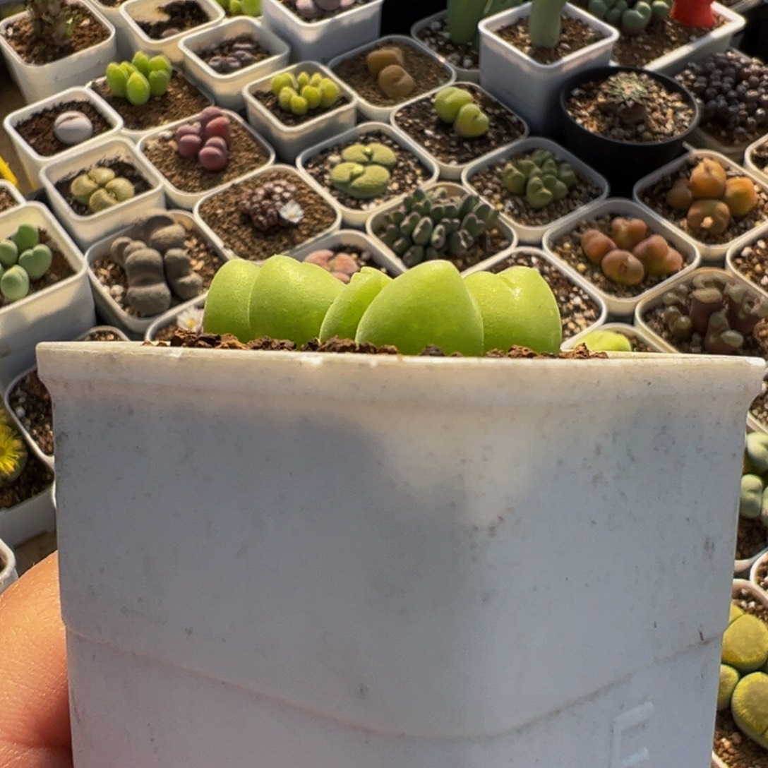 喜****852多肉植物种类多样