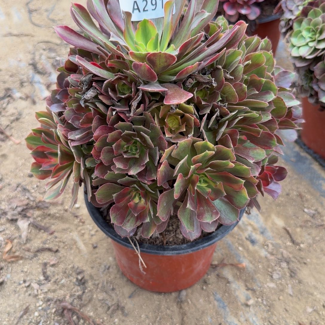 291洛神。多肉植物