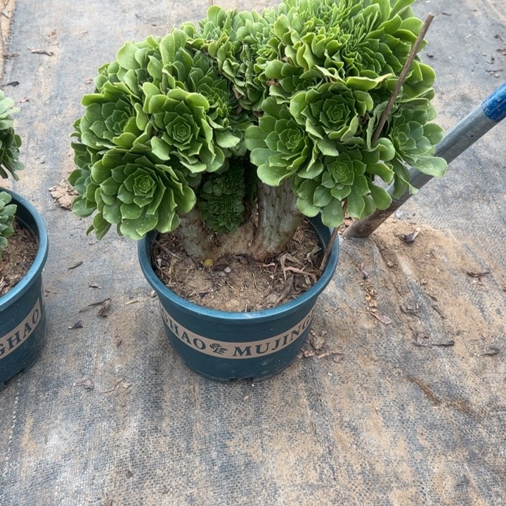 39绿羊绒缀多肉多肉