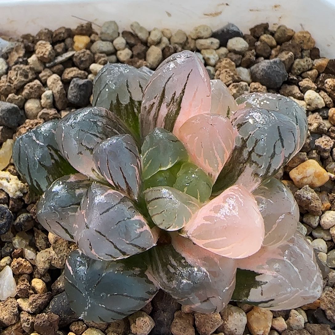 208号非组冰灯玉露锦4.5左右一物一拍带盆