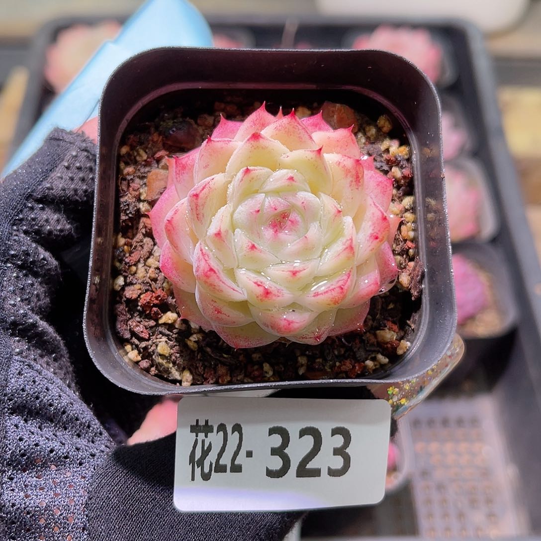 花利美22-323美瞳