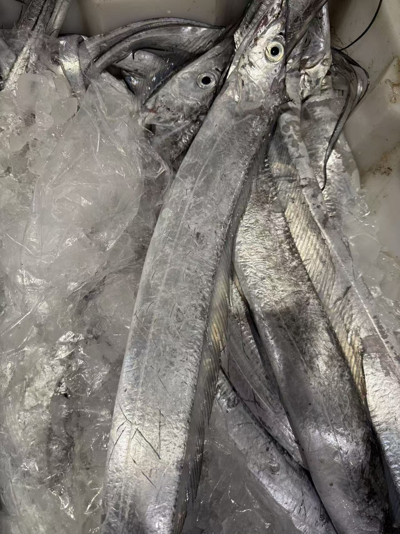 东海本港带鱼4斤野生海捕东海本港小眼带鱼顺丰包邮