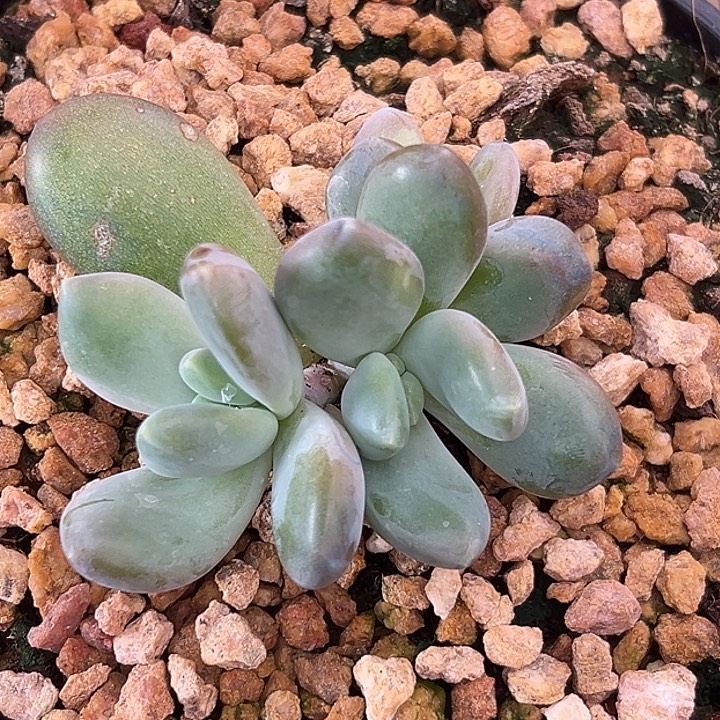 X系列美人特价多肉