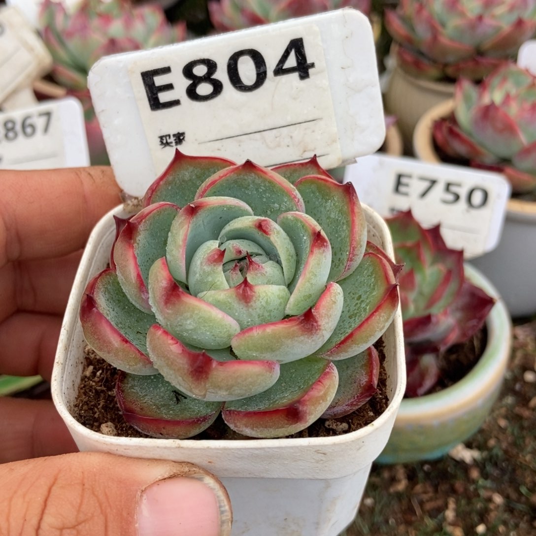 惊鸿一瞥804号多肉