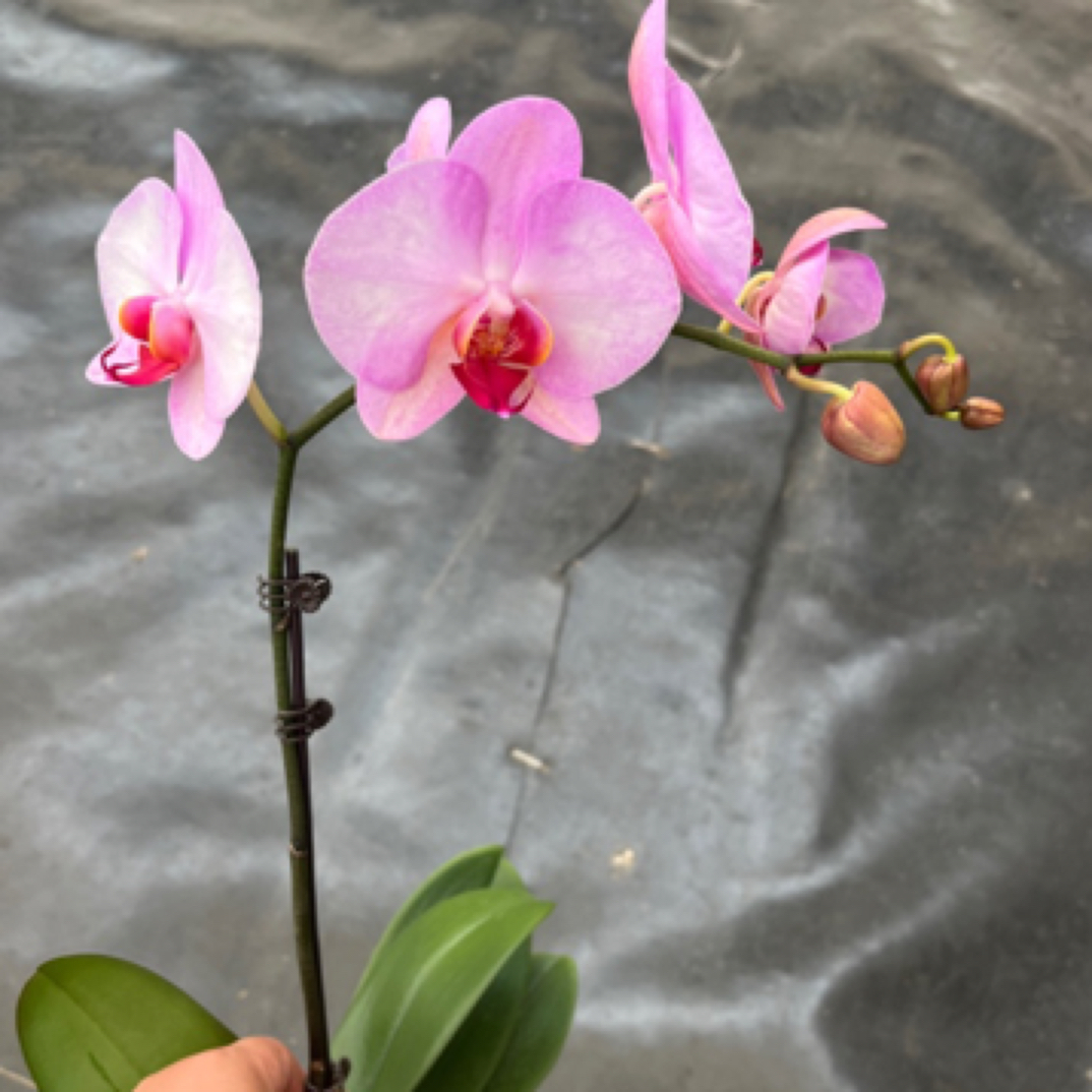 鲜花《斯嘉丽》蝴蝶兰云南源头基地直发