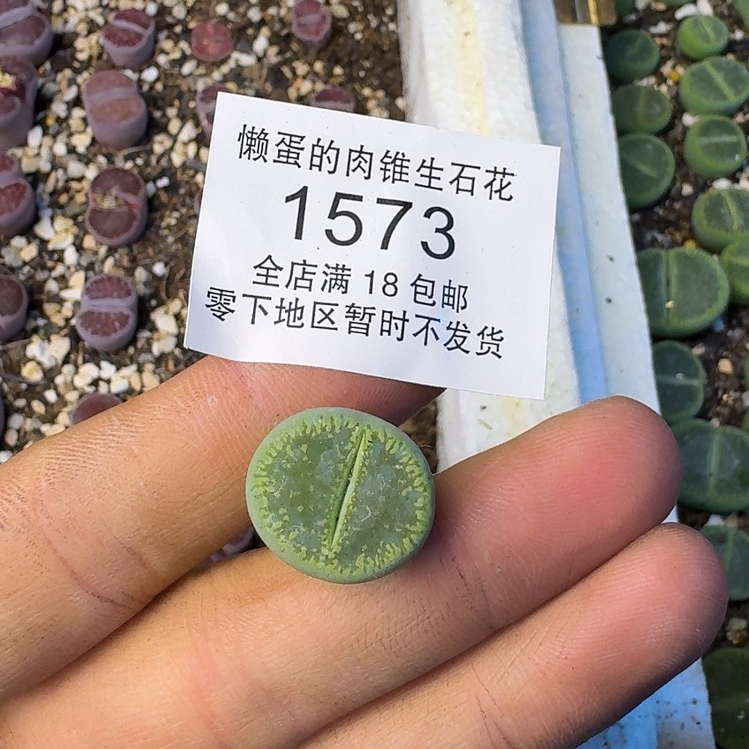 1573 哈哈哈哈哈哈哈哈哈