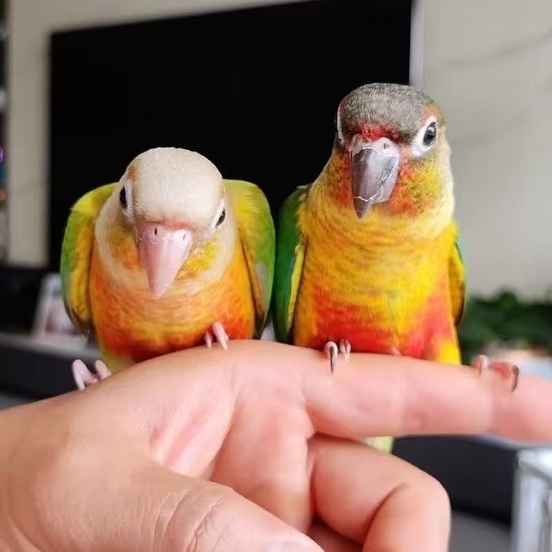 【顺丰包邮】半毛宠物手养可学舌互动放飞的亲人鹦鹉