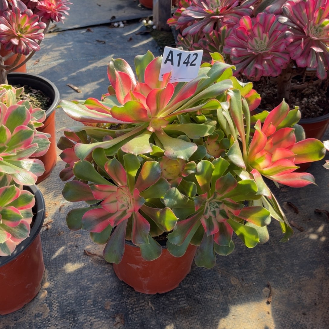 多肉植物香妃142多肉