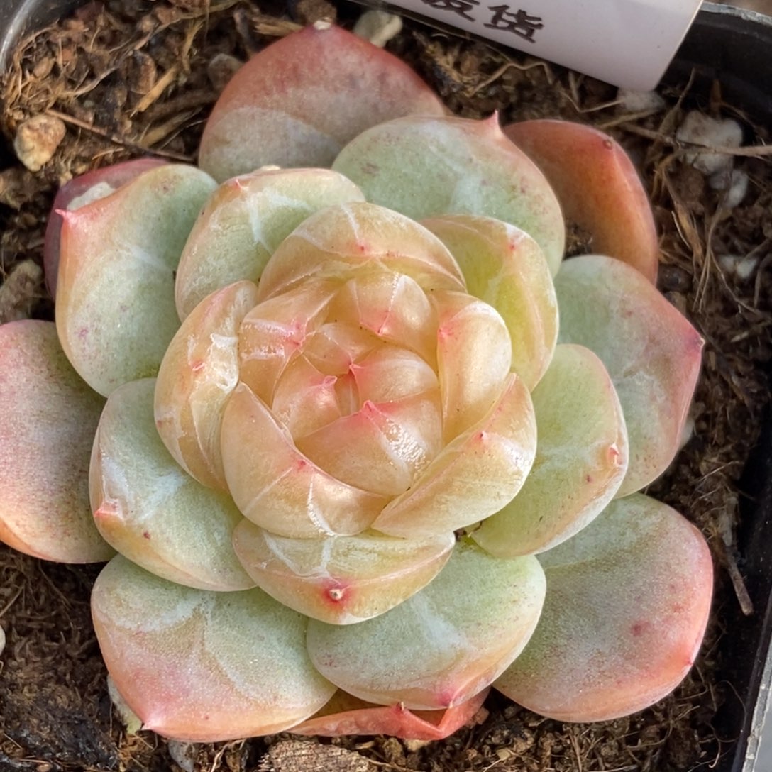 *****东篱下多肉植物哈哈哈31