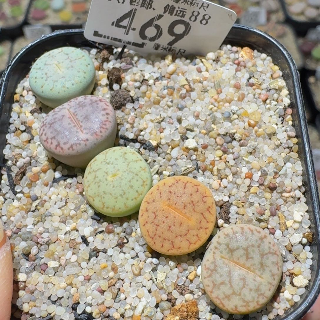 Sssss精品生石花469