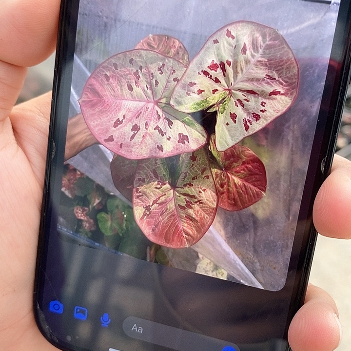 泰国彩叶996-0127