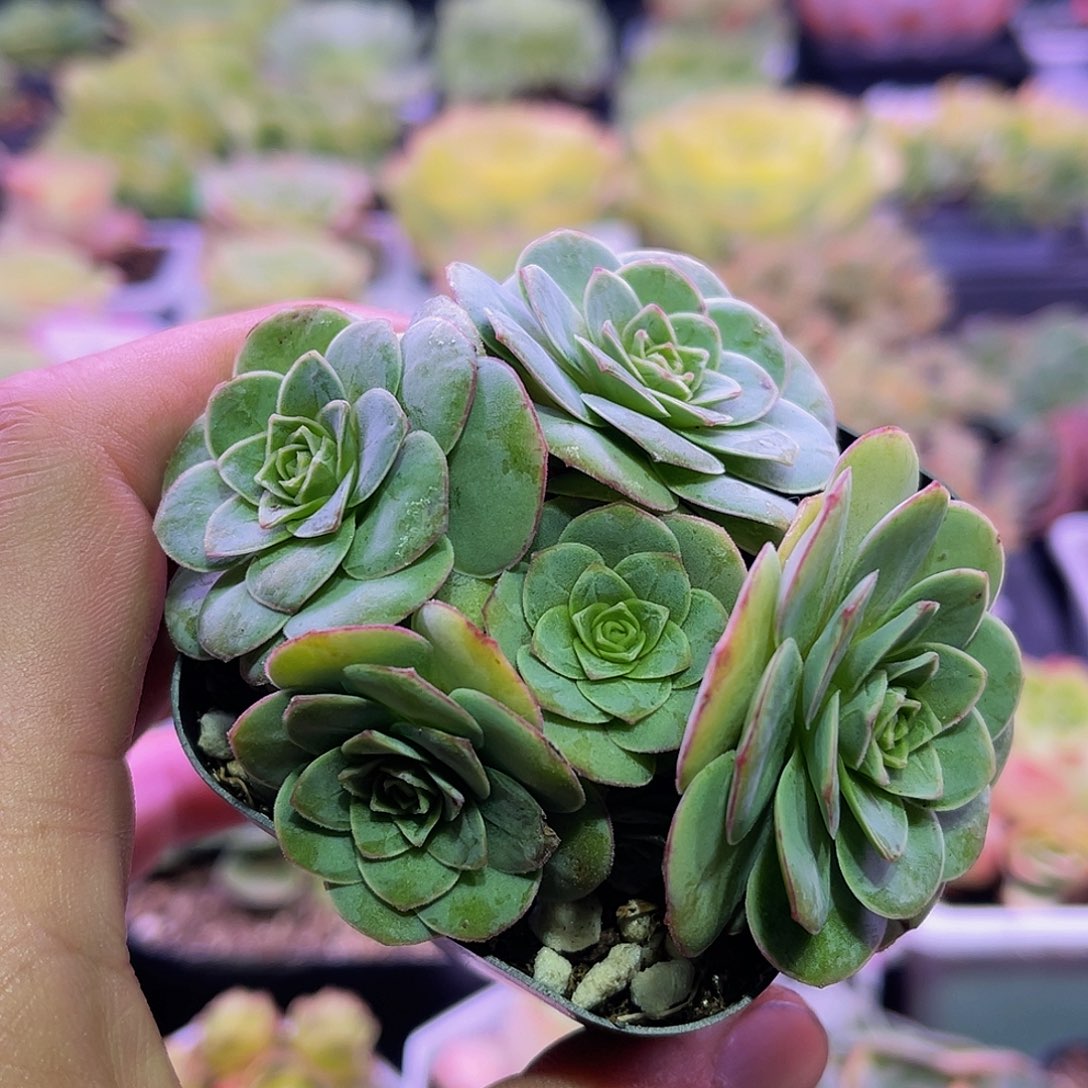 粉底液 非偏远包邮 多肉